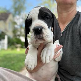 Rhapsody - Mantle female Great Dane puppy in Cadillac, Michigan from Garrow Danes House of Blues