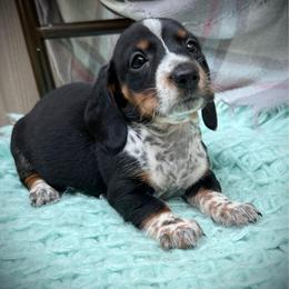 Todd - Piebald male Dachshund puppy in Decatur, Mississippi from KP Dachshunds