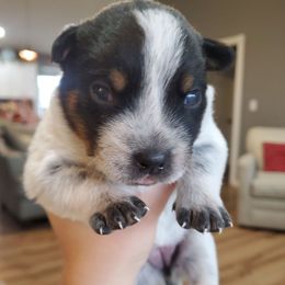 Sunflower - Blue female Australian Cattle Dog puppy in Monterey, Tennessee from Quarter Acre Farms