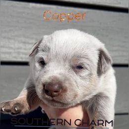 Copper - Red mottled male Australian Cattle Dog puppy in Floyd, Virginia from Southern Charm Heelers