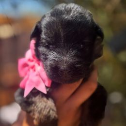 Pink - Black and red female German Shepherd puppy in Wickenburg, Arizona from Vom AshtonHaus German Shepherds