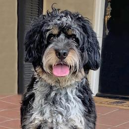 Australian Labradoodles and Bernedoodles from Serenity Springs Doodles