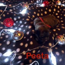 Shih Tzu Puppies from D’s Shih Tzu