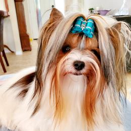 Basil - Biewer Terrier