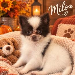 Milo - White male Pomeranian puppy in Edinburg, Texas from Divine Valley Poms