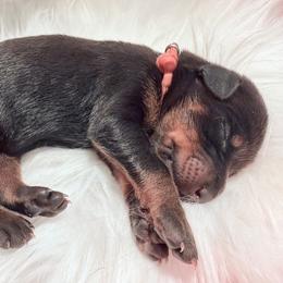 Light Pink collar Girl - Black and rust female Doberman Pinscher puppy in Madison, Indiana from Jensen Dobermans and Dachshunds