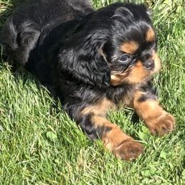 Cavalier King Charles Spaniel Puppies from MoxMox Cavaliers