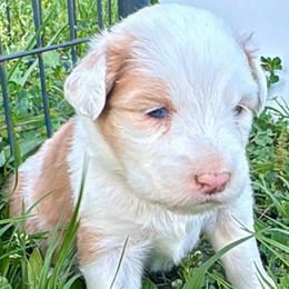 Beeny - Sable female Aussiedoodle puppy in Hempstead, Texas from Young Gun Aussies