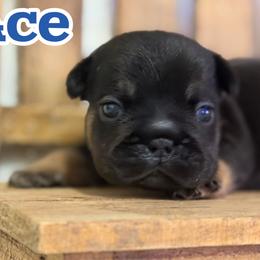 Ace - Black and tan male French Bulldog puppy in Garland, Texas from Brewer's Doodles and French Bulldogs