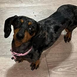 Jewels - Dachshund