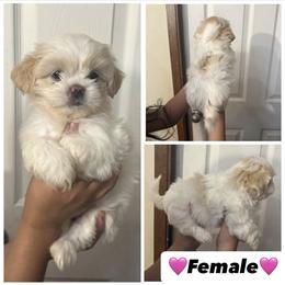 Girl 3 - Cream and white female Shih Tzu puppy in Seguin, Texas from Dolled Up Shih Tzus