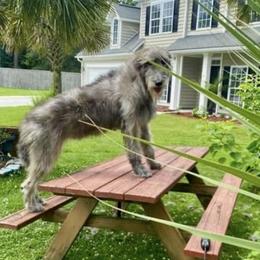 Irish Wolfhound puppies from Carolina cotton candy corgis