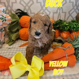 Duck - Apricot male Goldendoodle puppy in Haughton, Louisiana from Bailey’s Cajun Canines