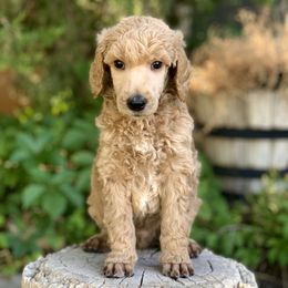 Poodle Puppies from Royal Ridge Poodles