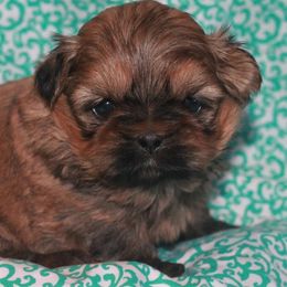 Shih Tzu Puppies from Gypsy Breeze Kennels