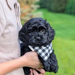 Green Male - Black male Cockapoo puppy in Newmanstown, Pennsylvania from Greta's Cockapoos