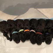 Puli Puppies from Bowmaker Pulik