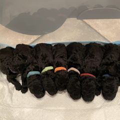 Puli Puppies from Bowmaker Pulik