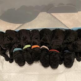 Puli Puppies from Bowmaker Pulik