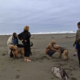 Otterhounds from Vonda Rouleau