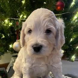 Bernedoodles and Goldendoodles from Kansas City Doodles