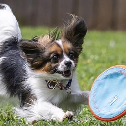 Border Collies and Papillons from Evolution Sport Dogs
