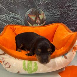 Black pointed girl 2 - Black and cream female Dachshund puppy in Irving, Texas from DFW Dachshunds by G & S