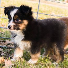 Miniature Australian Shepherd and Toy Australian Shepherd Puppies from Best Little Aussies
