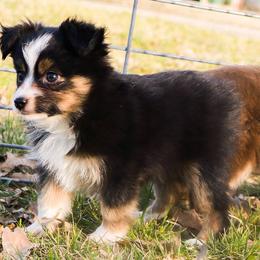 Miniature Australian Shepherd and Toy Australian Shepherd Puppies from Best Little Aussies