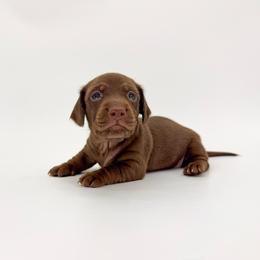 Java - Chocolate male Dachshund puppy in Waddell, Arizona from Neu Doxies