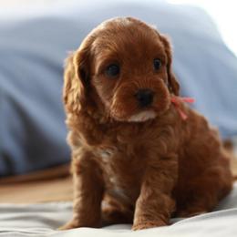 Miss Red Collar - Red female Cavapoo puppy in Springtown, Texas from North Texas Puppies