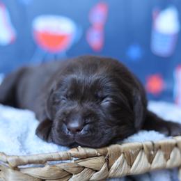 Dolly - Chocolate female Labrador Retriever puppy in Williamston, South Carolina from Dutton Dog Co & Dalla Grazia Doberman
