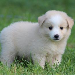 Uno - Yellow male Miniature Australian Shepherd puppy in Quapaw, Oklahoma from Rocky Hill Aussies