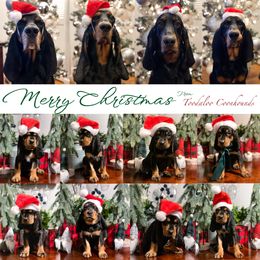 Black and Tan Coonhound Puppies from Toodaloo Coonhounds