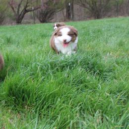 Australian Shepherd Puppies from Starlit Grove Australian Shepherds