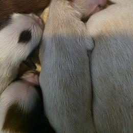 Boy 2 - White male Shih Tzu puppy in Rockmart, Georgia from Sonya Garrett
