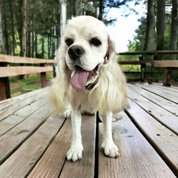 Maisie - Cocker Spaniel