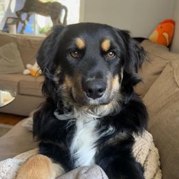 Pepper - Black tri male Miniature Australian Shepherd puppy in Patterson, North Carolina from DreamLine Aussies