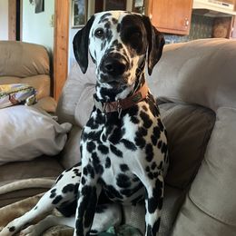 Loki - Dalmatian