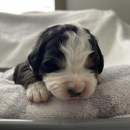 Aussiedoodle, Bernedoodle, Bernese Mountain Dog, Cavapoo, Poodle, and Sheepadoodle Puppies from Draper Mountain Doodles