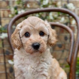 Daphne - Blenheim female Cavapoo puppy in Arlington, Texas from Van Haselen Poodles and Doodles