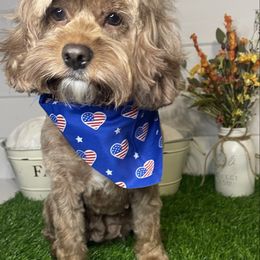 Annabelle - Cockapoo