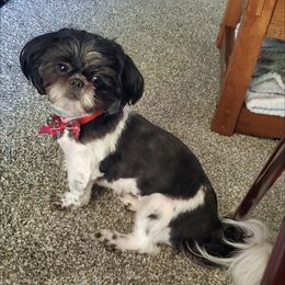 Lulu - Shih Tzu