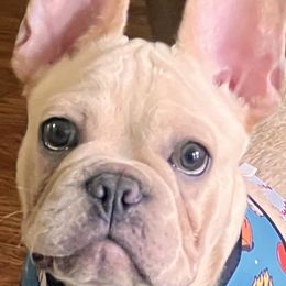 French Bulldog and Pug Puppies from Lyons Heart Pups