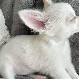 Chihuahuas from Coco & Chanel’s Chihuahuas