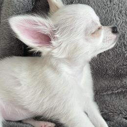 Chihuahuas from Coco & Chanel’s Chihuahuas