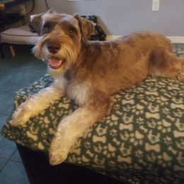 Miniature Schnauzer All Grown Up from Kim Stockstill