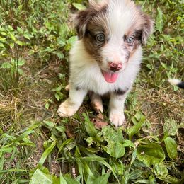 Boy 1- Foxglove - Australian Shepherd puppy from Sugar Camp Aussies