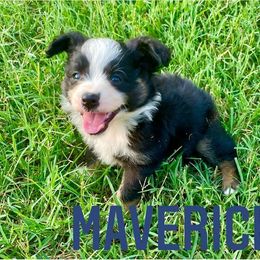 Miniature Australian Shepherd Puppies from SO Aussies