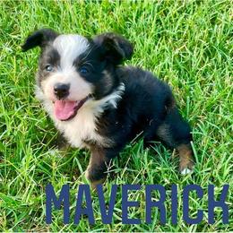 Miniature Australian Shepherd Puppies from SO Aussies